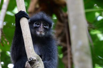 Raffles' banded langur