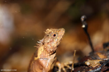 An agamid lizard in a Chinese rainforest.