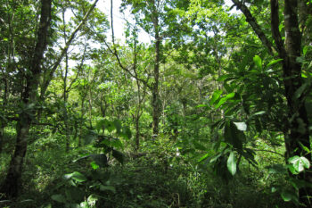 Planted forest in Panama.