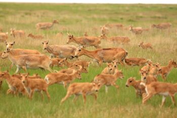 Saiga herd during a calving period. Image by Albert Salemgareyev and courtesy of the Association for the Conservation Biodiversity of Kazakhstan/Vera Voronova.