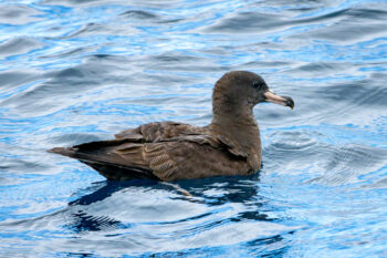 Sable shearwaters are long-lived marine birds that nest in large colonies on islands and shores throughout the Indian and Pacific oceans