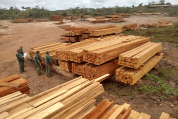 timber Brazil