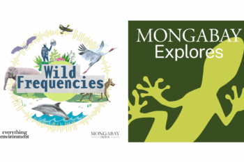Banner image of Mongabay Explores and Wild Frequencies logos.