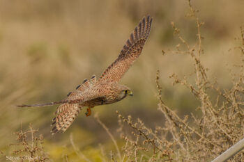 A common kestrel, one of the raptors frequently hunted down by poachers in Lebanon.
