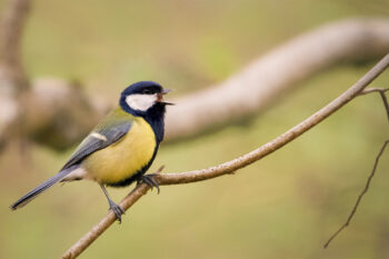 A great tit (Parus major)