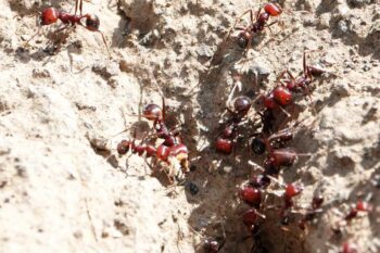 Giant harvester ants. Image by sandradennis via iNaturalist (CC BY-NC 4.0).
