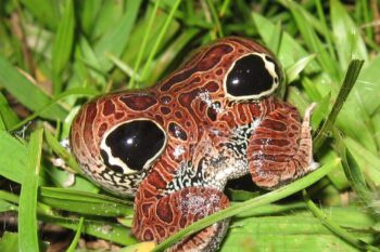 The Cuyaba dwarf frog (Physalaemus nattereri) inflating its rear end to scare away predators. Image courtesy of Felipe Bittioli.