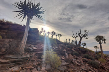 Banner image of quiver trees by Leonie Joubert for Mongabay.