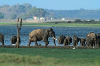 Banner image of iconic tusker Unicorn in Minneriya, Sri Lanka, courtesy of Namal Kamalgoda.