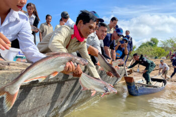 A fish release conducted for a recent study on fish migrations in the Mekong River.