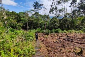 A part of Putumayo rainforest showing areas of deforestation.