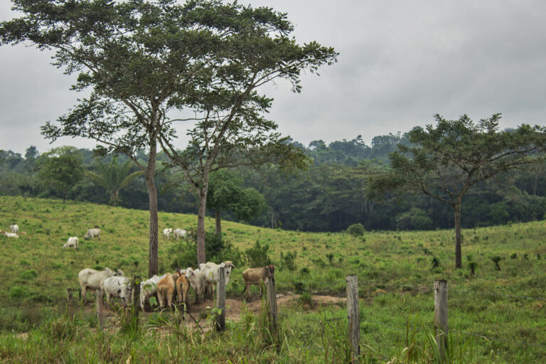 Large areas of Tinigua National Natural Park have been razed for illegal livestock ranching.