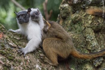 The pied tamarin (Saguinus bicolor) is one of the world’s most endangered monkeys. Image courtesy of Diogo Lagroteria.