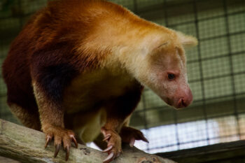 Banner image of a weimang (Dendrolagus pulcherrimus) in Lumi, Papua New Guinea, by John Cannon/Mongabay