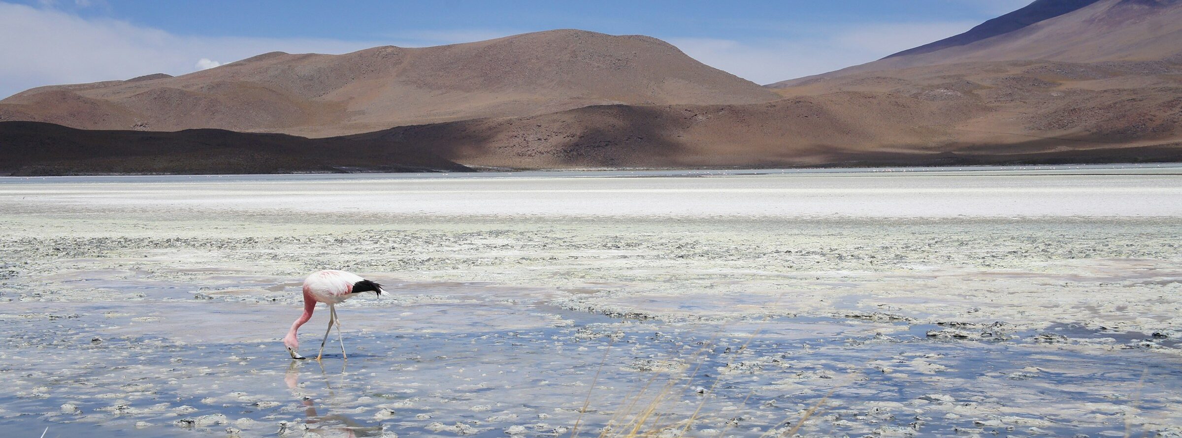 A flamingo in Salar de Uyuni, southwestern Bolivia.