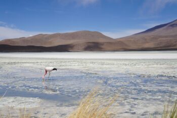 A flamingo in Salar de Uyuni, southwestern Bolivia.
