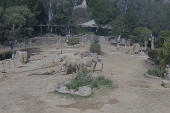 Banner image of the San Diego Zoo Safari Park elephants in Escondido, California, courtesy of San Diego Zoo Wildlife Alliance.