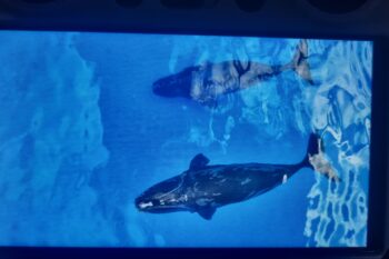 Two North Atlantic right whales photographed in the Bahamas. Image courtesy of Jero Prieto/Pelagic Life.