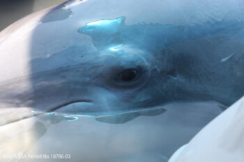 An adult female dolphin, Y21, during her health assessment in Barataria Bay, Louisiana, to determine the long-term health effects of the Deepwater Horizon oil spill on wild dolphins. Photo credit: Todd Speakman, National Marine Mammal Foundation