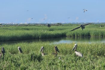 Pelicans have rebounded on the restored Queen Bess Island off the coast of Louisiana. Photo courtesy of Alisha Renfro