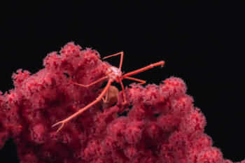 A squat lobster in the deep sea.