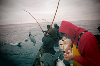 Tagging commercially caught albacore offshore of Oregon, on the U.S. West Coast. Image courtesy of NOAA Fisheries. 