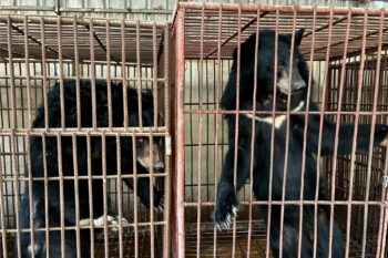 Banner image of the rescued bears, courtesy of Free the Bears.