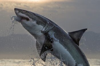 Great white sharks seen around Seal Island in False Bay, Cape Town, South Africa before they disappeared from the area. Image courtesy of Chris Fallows.