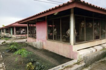Long-tailed macaques being held at Sookvannaseng Integrated's breeding farm in Bolikhamsai province, Laos. Image supplied by source.
