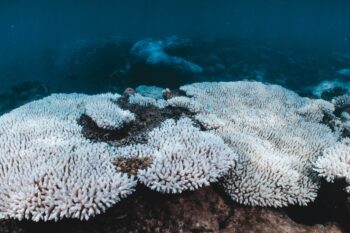 Coral bleaching in Ningaloo, Australia, in February 2025. Image courtesy of Daniel Nicholson/Ocean Image Bank.