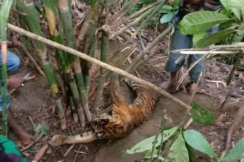 A Sumatran tiger killed by a snare in Mandailing Natal district, North Sumatra province. Image by Ayat S Karokaro.