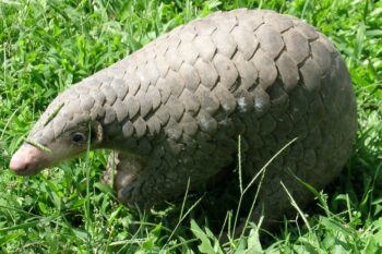 A Chinese pangolin. Image by Sarita Jnawali of NTNC – Central Zoo via Flickr (CC BY 2.0).
