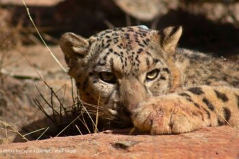 A snow leopard photographed in Nepal. Image courtesy of WWF Nepal.