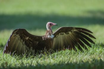 Hooded vulture, Gambia 2017. Image by Pete Richman via Flickr (CC BY-SA 2.0)