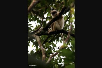A white morph of the purple-faced langur by Gaurika Wijeratne via Flickr (CC BY-NC-ND 2.0).
