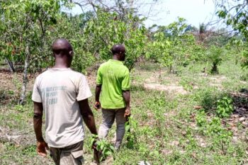 Cacao farmers in the Soubré region, southwestern Cote d’ivoire. Image by Gaël Zozoro for Mongabay.