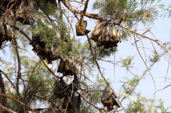 Bats may comprise at least 40% of the overall mammal diversity in Rwanda. Image courtesy of Rwanda Wildlife Conservation Association – RWCA.
