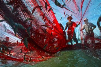 Fishers bring in their catch in Tran Vinh Nghia, Vietnam, in 2010. Image courtesy of United Nations Development Programme via Flickr (CC BY-NC-ND 2.0).
