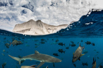 Split shot in the waters of San Benedicto, Mexico. Credit: Enric Sala/National Geographic Pristine Seas