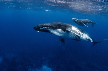 Humpback whale (Megaptera novaeangliae).