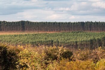 eucalyptus forest