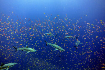 A school of anthias (Pseudanthias bartlettorum) and a school of white tip sharks at Jarvis Island, one of seven U.S.-controlled islands and atolls around which the Pacific Islands Heritage Marine National Monument is based. President Donald Trump opened most of the monument to commercial fishing in an April 17 executive order. Image courtesy of NOAA.