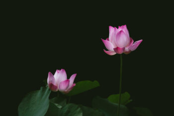 Lotus plants grow in abundance in the wetlands of Bangladesh.