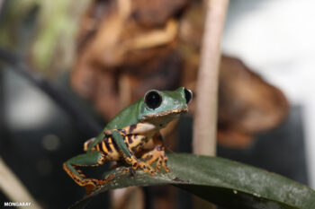 A tiger-legged monkey tree frog in Peruvian Amazon.