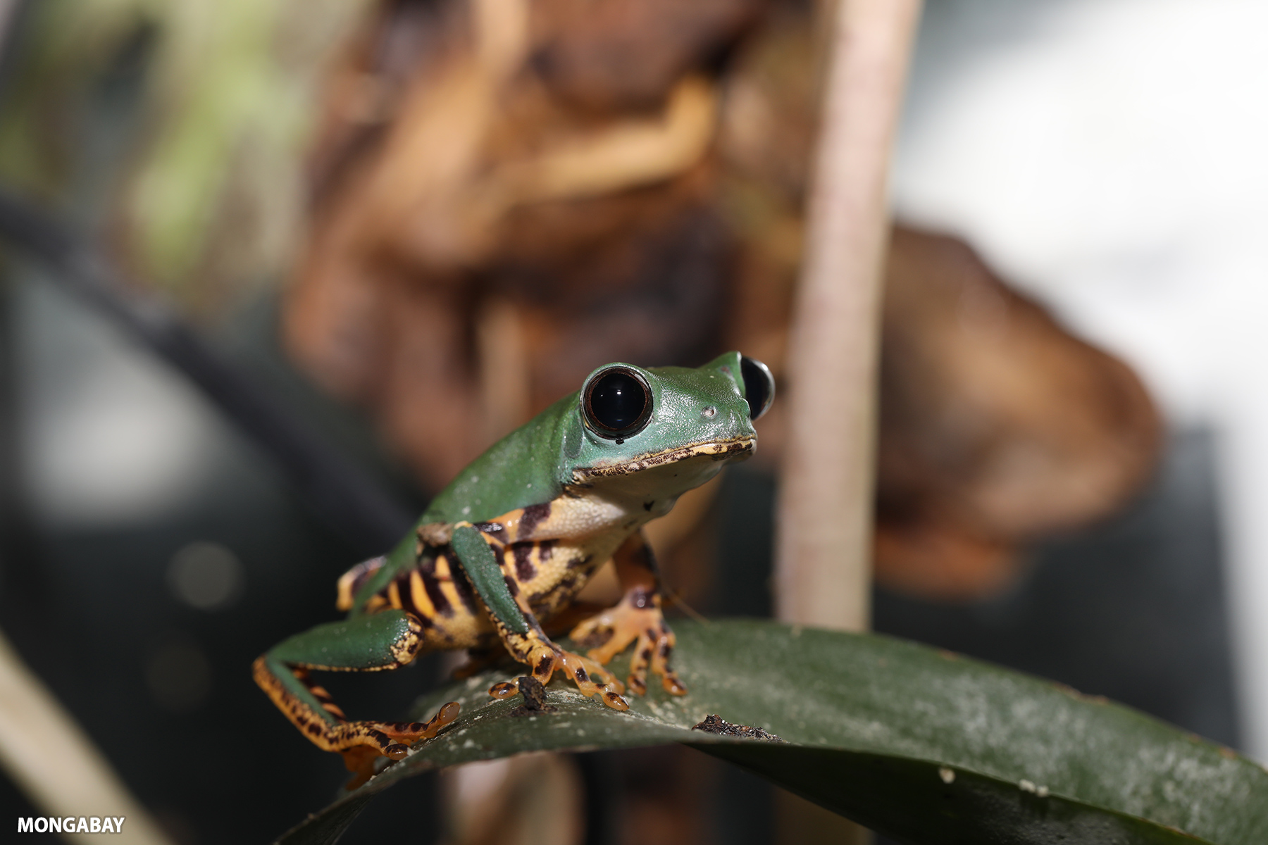 A tiger-legged monkey tree frog in Peruvian Amazon.
