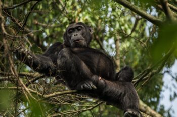 A chimpanzee of Mikeno Lodge in Virunga National Park, DRC. Image by Joseph King via Flickr (CC BY-NC-ND 2.0).