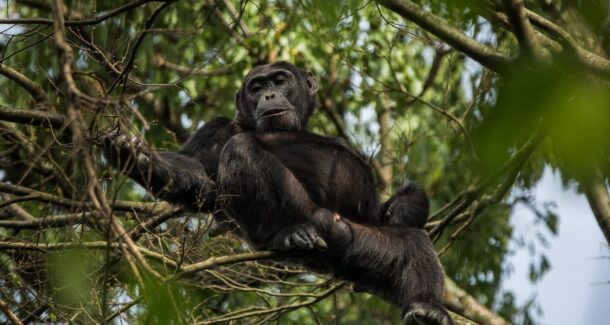 A chimpanzee of Mikeno Lodge in Virunga National Park, DRC. Image by Joseph King via Flickr (CC BY-NC-ND 2.0).