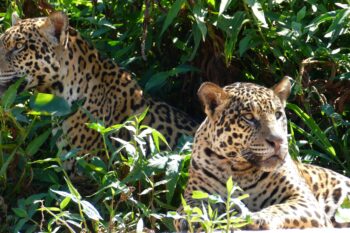 Jaguar siblings in Poconé, Brazil. Image by Bernard Dupont via Flickr (CC BY-SA 2.0).