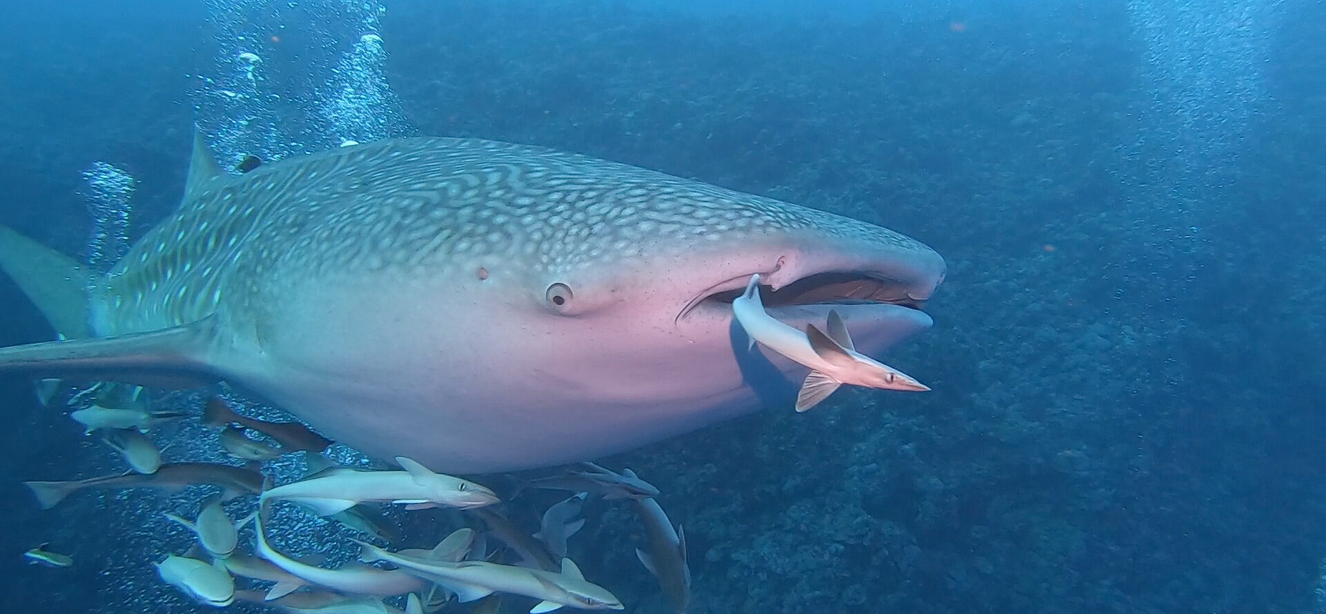 A whale shark (Rhincodon typus). Image courtesy of Iris Ziegler.