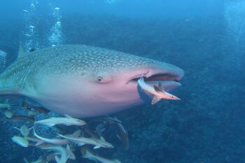 A whale shark (Rhincodon typus). Image courtesy of Iris Ziegler.